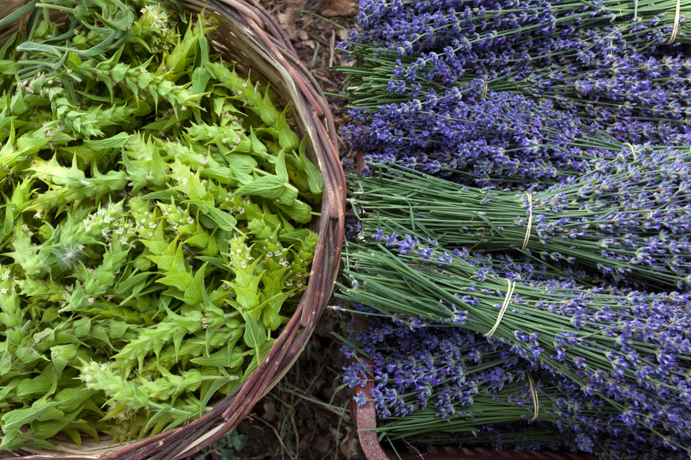 Greek Organic Mountain Tea and Lavender 10pcs - Symbeeosis